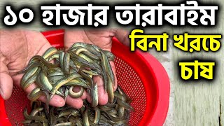 বিনা খরচে তারাবাইম চাষে লাভ নিশ্চিত || ১০ হাজার পিছ তারাবাইম চাষে খরচ || Shakib Agrotech Ltd