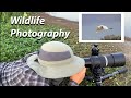 Photographing Egrets, Killdeer, and More from the Mud (Canon RP + 600 F11)