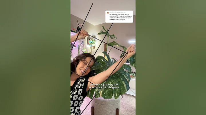 Different ways I support my Monsteras #plantcaretips #plantsupport
