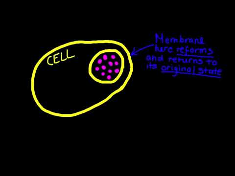 B2.1.13 Endocytosis and Exocytosis (Higher Level)