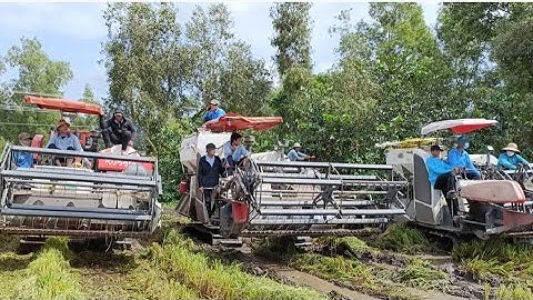 3 máy cắt lúa Kubota 105 và 93 và 70 chạy rà đồng tập177 #maibangtv