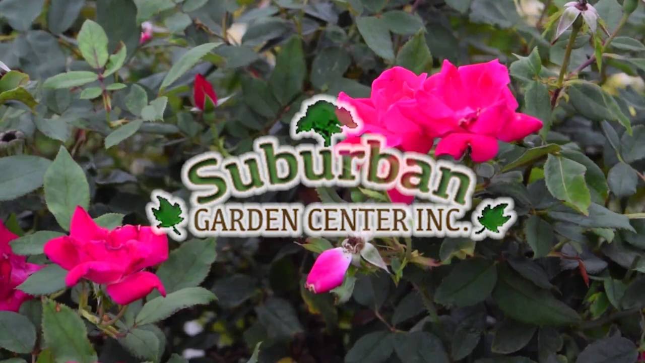 Suburban Nursery New City York Golocal You Suburban Nursery New City York Golocal
