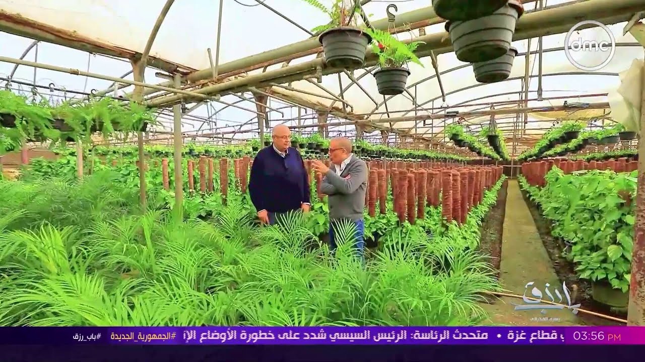 إحدي اقدم مزارع مصر في نباتات الزينة - YouTube