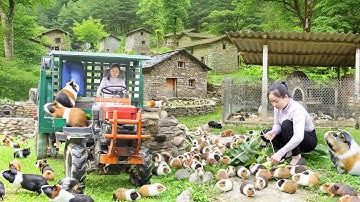 TIMELAPSE: Harvesting Many Guinea Pigs After 1 Year of Raising | Use Truck to Transport to Market