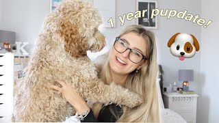 1 YEAR PUPDATE! | Cockapoo training, costs + more a year on