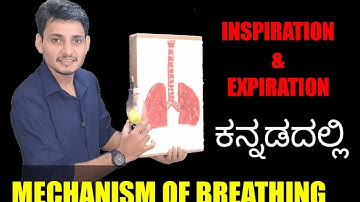 Mechanism of Breathing explained in kannada | Breathing and Exchange of gases