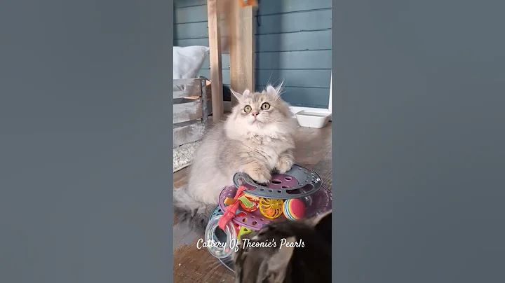 Watch the video about Highland lynx et jaguarundi curl pattes courtes #highlandlynx #munchkin #jaguarundicurl #highlander