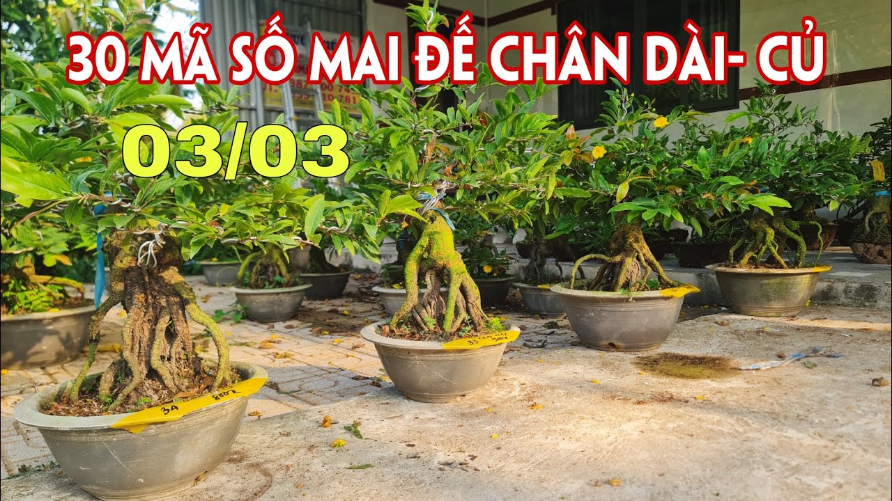 03/03. 30 Mã Số Mai Cúc Thọ Hương, Nhị Ngọc Toàn, Như Ý, Ông Thầy, Sài Gòn...☎Trang 0359910781
