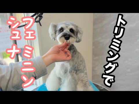 ミニチュアシュナウザーをトリミングでフェミニンな感じに整える!(イリスちゃん)