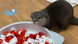 【カワウソ】祝　大阪店１周年　Otter　LOUTRE Osaka 1st anniversary
