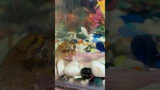 Crab ne shark par atack kar diya  #aquarium #guppy #petsvlog #petfish #guppybreeding #minivlog  #pet