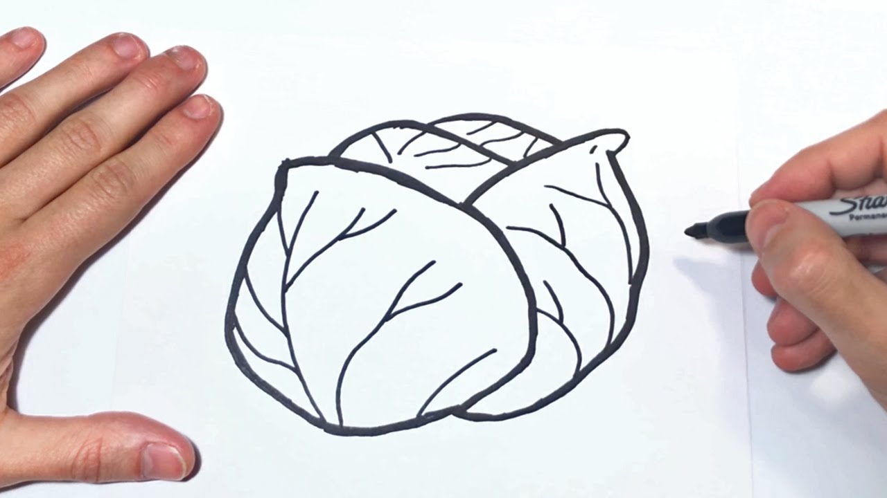 Cómo dibujar un Lechuga Paso a Paso | Dibujo de Lechuga - thptnganamst.edu.vn