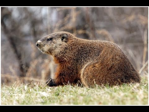 Американский лесной сурок Groundhog
