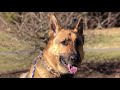 Lehigh Valley Dog Trainers: Off Leash K9 Training ||| 3 Year Old GSD, Sarge ||| Lehigh Valley Dog Trainers: Off Leash K9 Training ||| 3 Year Old GSD, Sarge |||