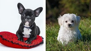 Baby Dogs Cute And Funny Dog Videos Compilation Dog Dimet