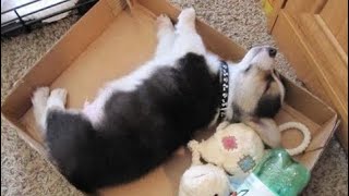 Funny dog-BEST Funny Guilty Dogs Compilation 2016