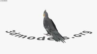 Cockatiel 3D model by 3DModels.org