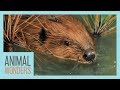 Special Needs Beaver Goes Swimming!