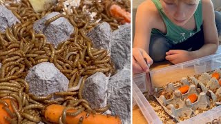 How To-Raise Your Own Mealworms by It's Worth It 364 views 1 year ago 5 minutes, 11 seconds