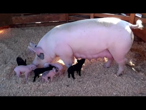 Try Not To Laugh | Funny Pigs Video Compilation 2017