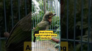 anak burung ungkut-ungkut gacor dar der dor #videoshort #birds