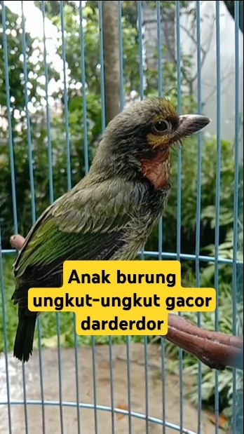 anak burung ungkut-ungkut gacor dar der dor #videoshort #birds