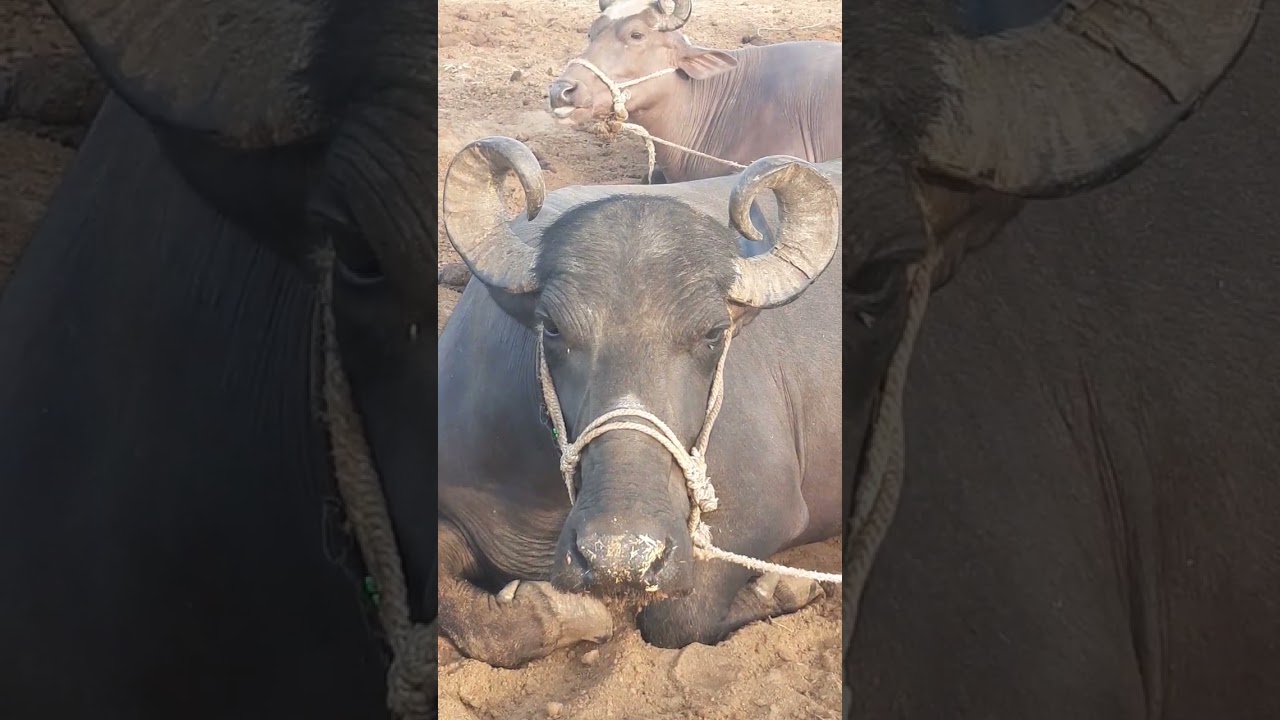 Yak-Cattle Hybrids: The Rise of the Dzo in Modern Farming" 