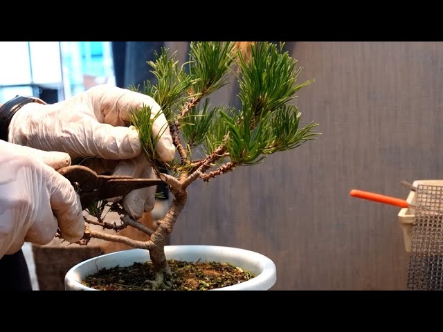 Pruning the creeping pine and preparing the roots to bend it with