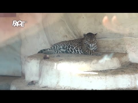 Video: Koji Su Najveći Zoološki Vrtovi Na Svijetu