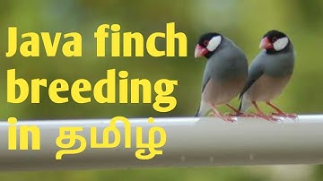 java finch breeding in tamil