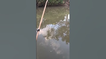 Cách cắm câu cá lốc .#Shorts