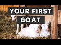What you need ready for your first goat  prepare for goats  new goat owner supplies  goat care