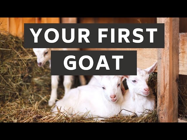 What you need ready for your first goat | Prepare for Goats! | New Goat Owner Supplies | Goat Care class=