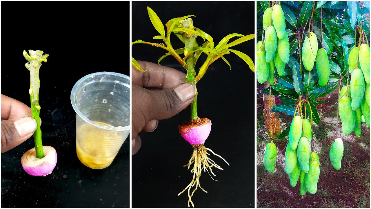 Simple Method Grow Mango Tree In A Mango Cutting With Onion And Banana simple-method-grow-mango-tree-in-a-mango-cutting-with-onion-and-banana