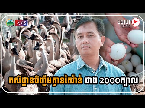 កសិដ្ឋានចិញ្ចឹមក្វានតៃវ៉ាន់ជាង 2000ក្បាល | កម្មវិធីមុខរបរស្រុកយើង