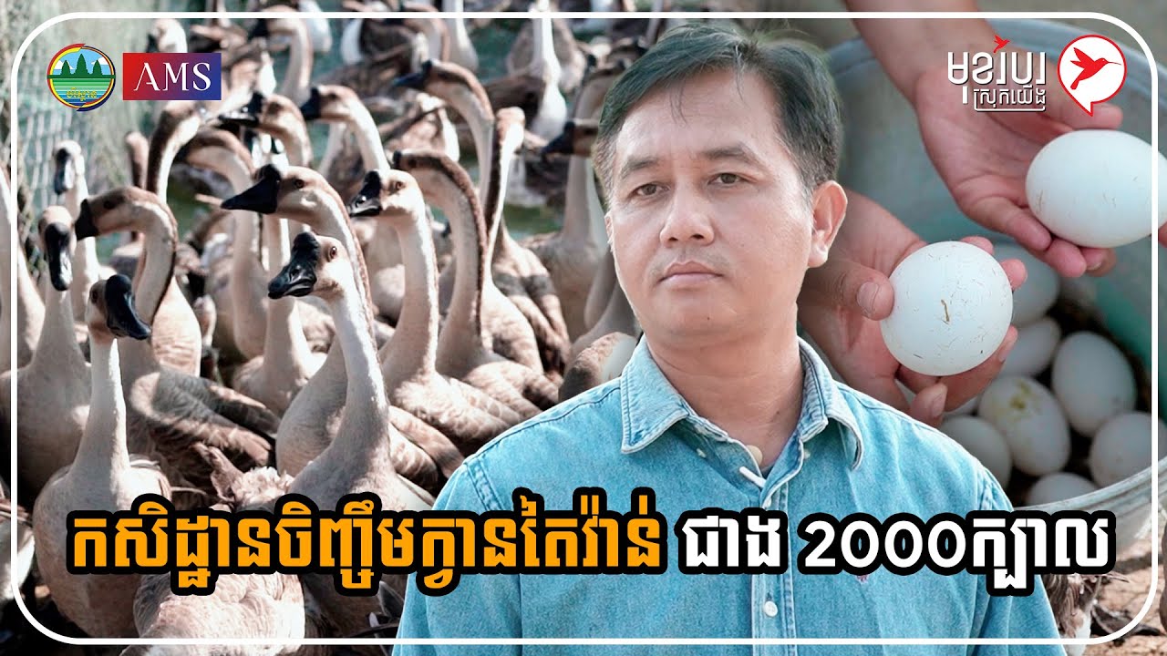 កសិដ្ឋានចិញ្ចឹមក្វានតៃវ៉ាន់ជាង 2000ក្បាល | កម្មវិធីមុខរបរស្រុកយើង