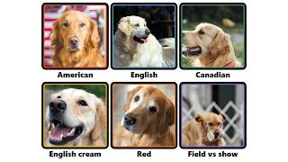 Every Type of Golden Retriever Dog Breed Explained (English Cream, Red, Field)