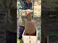 The bees are being kept in boxes because the honey from those boxes is very delicious.🥰🤤#honey #bee
