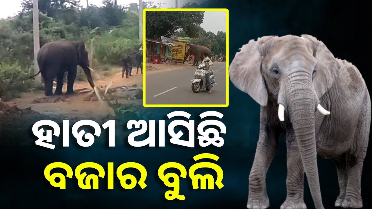 କଟକ ଜିଲ୍ଲା ବଡମ୍ବା ବ୍ଲକ କଚେରୀ ଛକରେ ବୁଲିଲା ଗୋଠଛଡ଼ା ହାତୀ || Knews Odisha