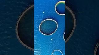 A farm in the middle of the ocean… #mauritius #aquafarming #ocean #fish #travel