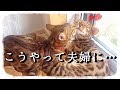 【最終話】ベルテト夫婦はこうやって始まった