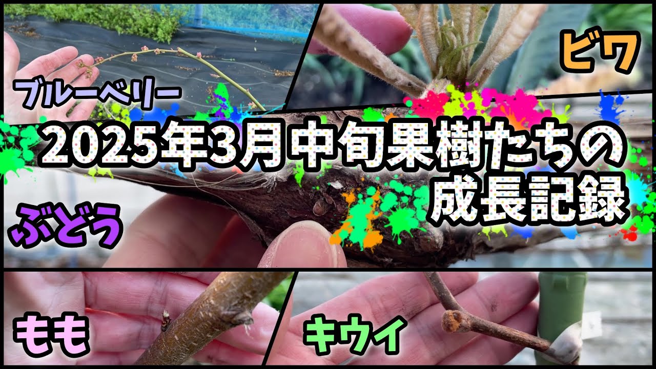 【🍇🥝🍑各果樹】３月中旬の果樹たちの様子を報告したった(休眠期防除早くしたい)【122回目】佐賀県吉野ヶ里町でシャインマスカットなど果樹栽培日誌