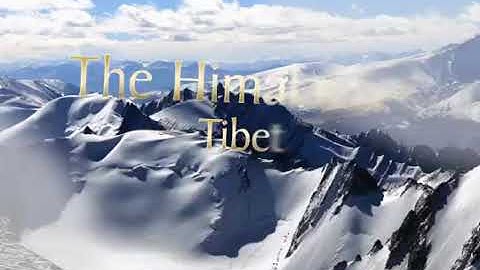 Tuyết Liên Hoa Tây Tạng - Vị Vua Của Trăm Loại Thảo Dược