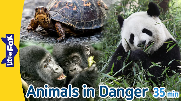 Animals in Danger | giant panda, monarch butterfly, mountain gorilla, and more | Endangered Species - DayDayNews