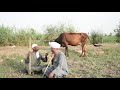 الحاج الضوى جاله طرش فى ودانه بسبب الديون الحاج الضوى جاله طرش فى ودانه بسبب الديون