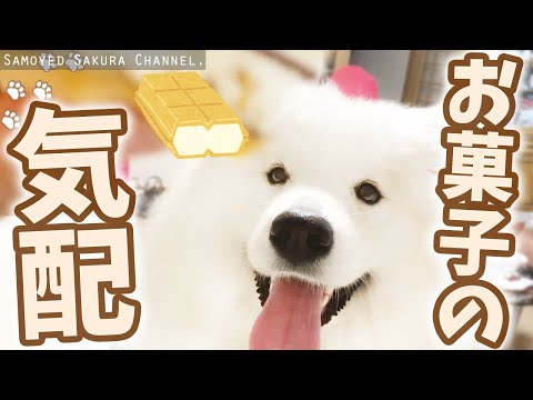 アイスモナカが羨ましいサモエドさくら