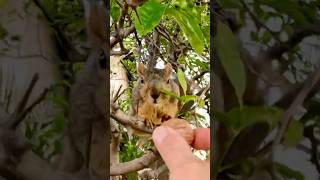 Those arnt thorns those are spikes! Squirrel Baby Deuce navigates the lemon tree