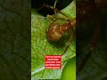 Leafcutter Ants are Fantastic Farmers | Deep Look #Shorts