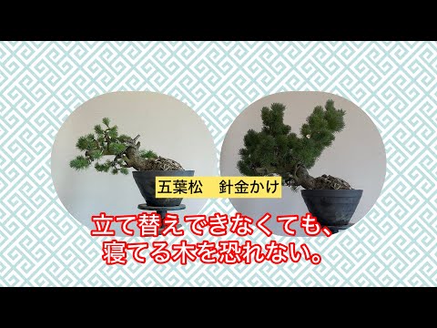 盆栽 五葉松 針金かけ 途中立て替えできない木 - YouTube