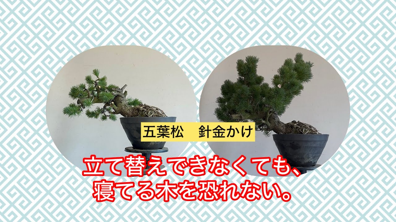 五葉松　盆栽　直接取引 盆栽 五葉松 針金かけ 途中立て替えできない木 - YouTube